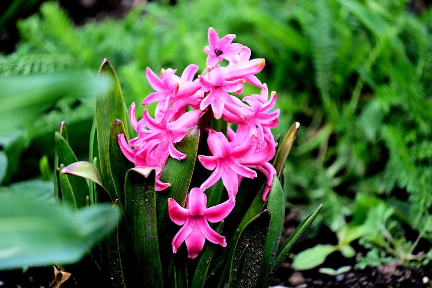 Peter Blei unterwegs auf dem Petersberg