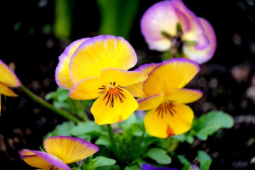 Peter Blei unterwegs auf dem Petersberg