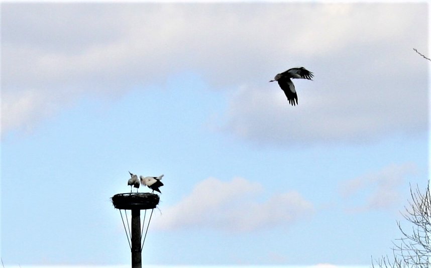 St&ouml;rche zu Gast