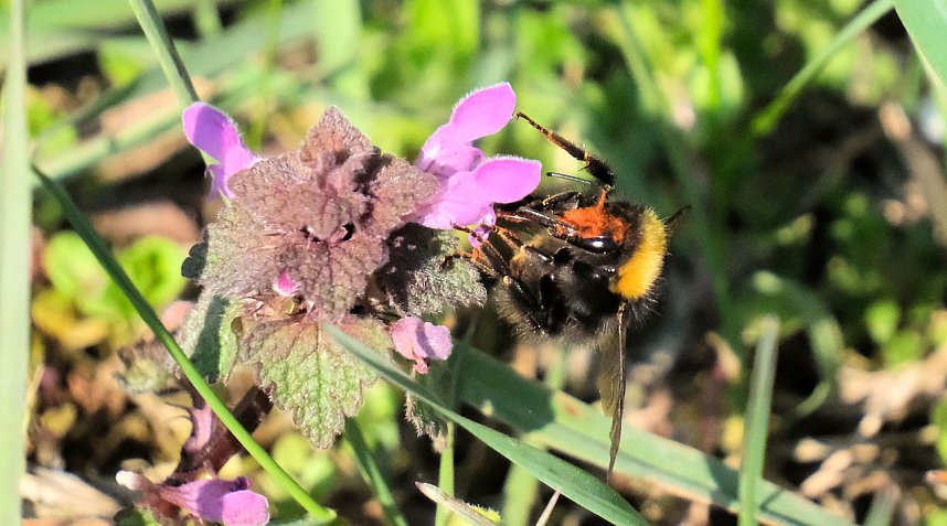 Osterspaziergang im Vorharz