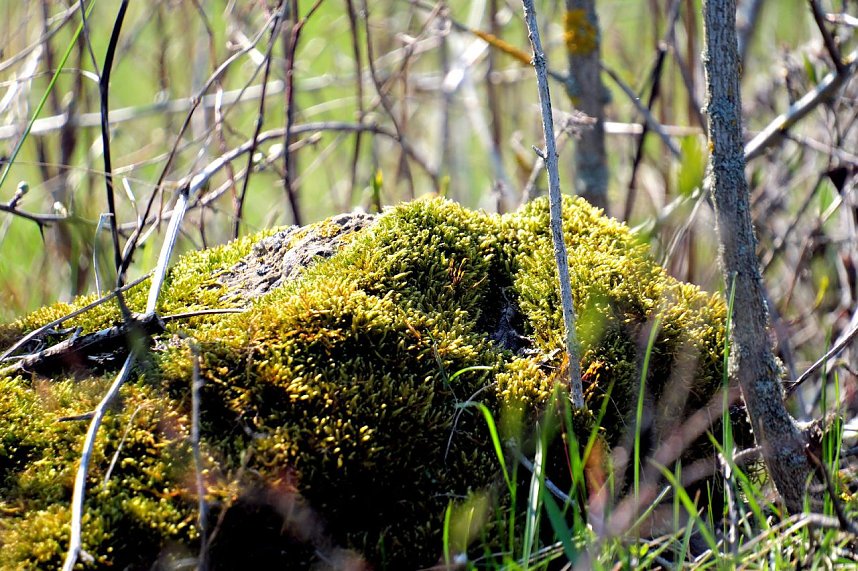 Osterspaziergang im Vorharz