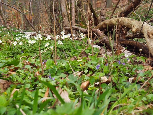 Fr&uuml;hlingsspuren auf dem Weg zur Ebersburg