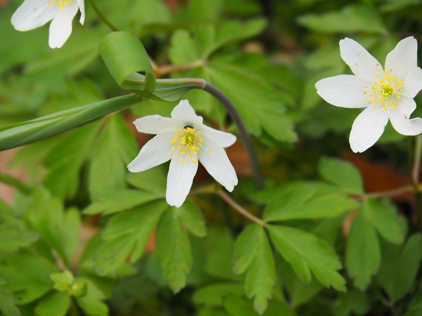 Fr&uuml;hlingsspuren auf dem Weg zur Ebersburg