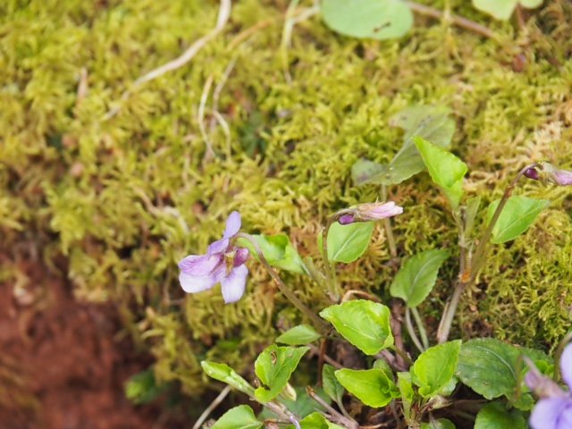 Fr&uuml;hlingsspuren auf dem Weg zur Ebersburg