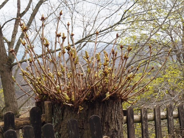 Fr&uuml;hlingsspuren auf dem Weg zur Ebersburg