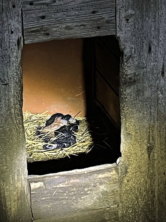 Ersch&uuml;tternde Bildbeweise von eklatanten Tierschutzvergehen