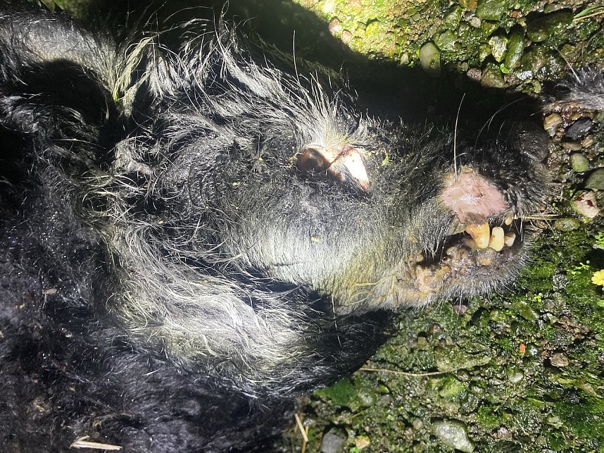 Ersch&uuml;tternde Bildbeweise von eklatanten Tierschutzvergehen