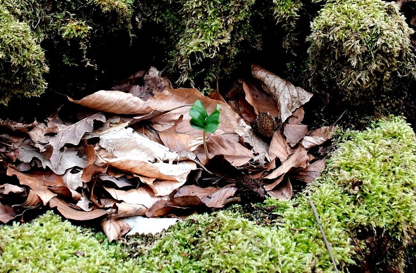 Peter Blei unterwegs in der Natur