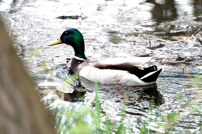 Peter Blei unterwegs in der Natur