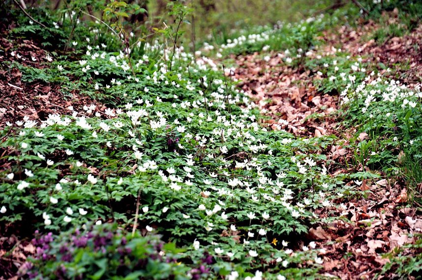 Peter Blei unterwegs in der Natur