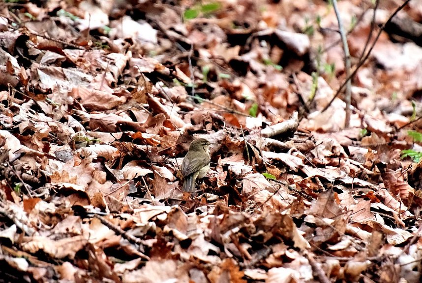 Peter Blei unterwegs in der Natur