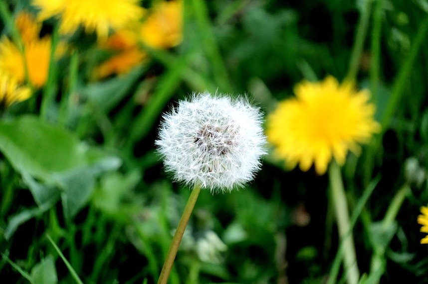 Peter Blei unterwegs in der Natur