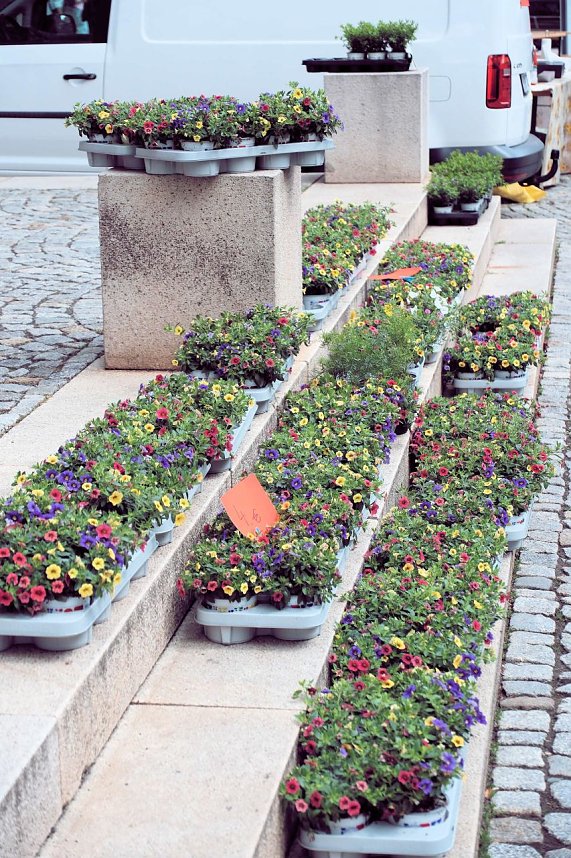 Geranienmarkt am Rathaus