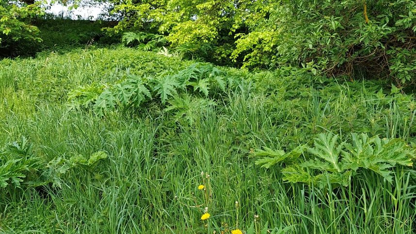 Riesen-B&auml;renklau ist eine Gefahr f&uuml;r Wanderer und Landwirtschaft