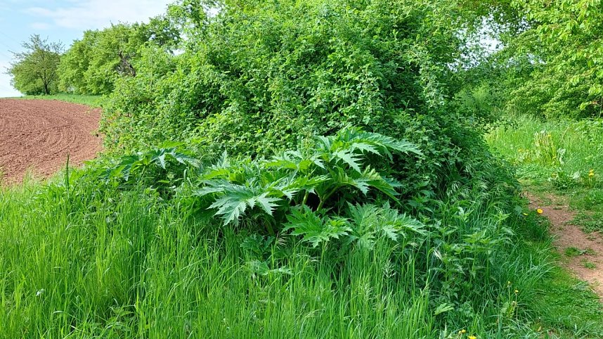 Riesen-B&auml;renklau ist eine Gefahr f&uuml;r Wanderer und Landwirtschaft