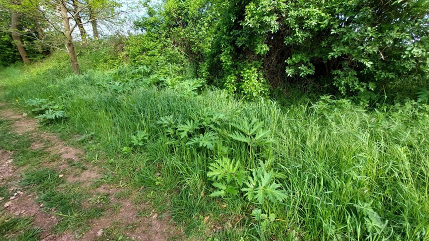 Riesen-B&auml;renklau ist eine Gefahr f&uuml;r Wanderer und Landwirtschaft