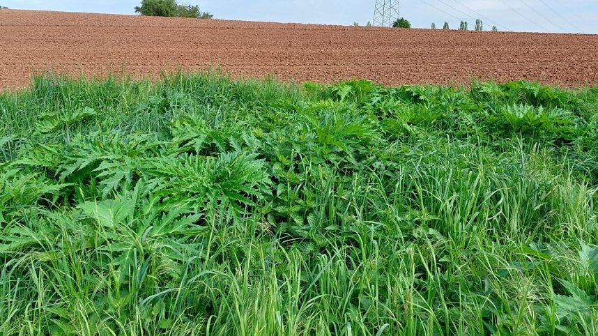 Riesen-B&auml;renklau ist eine Gefahr f&uuml;r Wanderer und Landwirtschaft