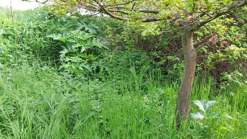 Riesen-B&auml;renklau ist eine Gefahr f&uuml;r Wanderer und Landwirtschaft