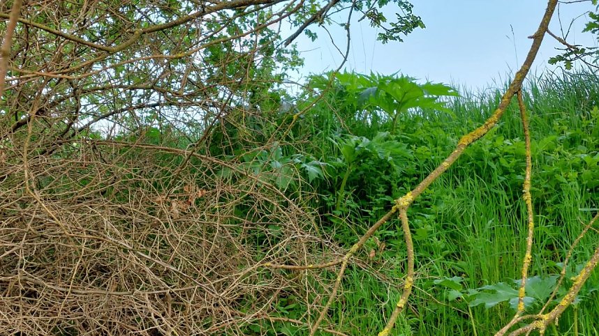 Riesen-B&auml;renklau ist eine Gefahr f&uuml;r Wanderer und Landwirtschaft