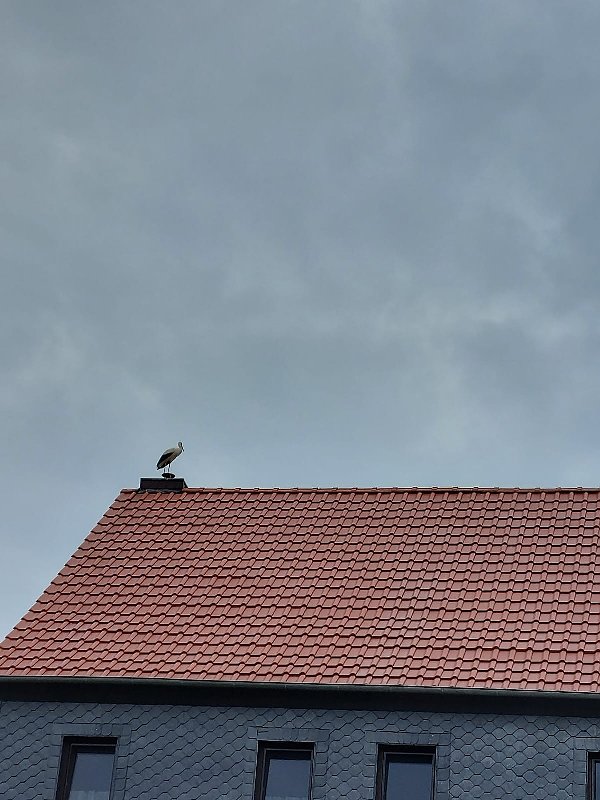 Beobachtung einer Seltenheit