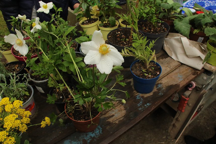 Parkfest im Park Hohenrode