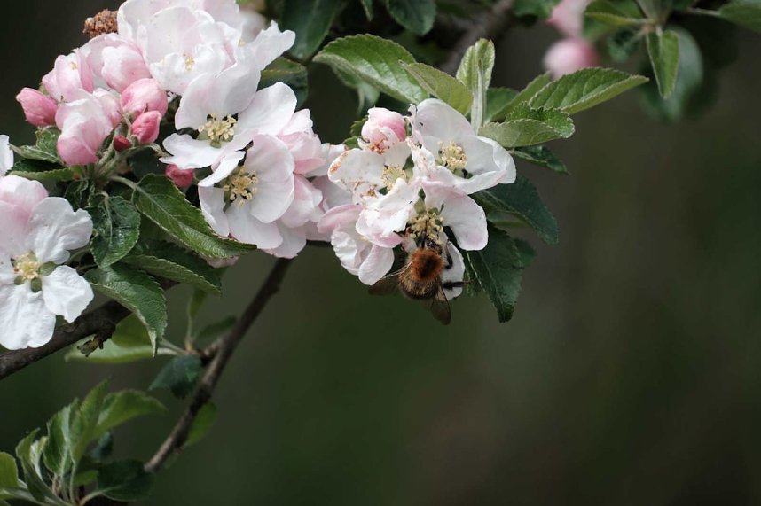 Peter Blei unterwegs in Susenburg