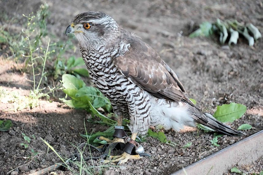 Rolandsfest am Samstag