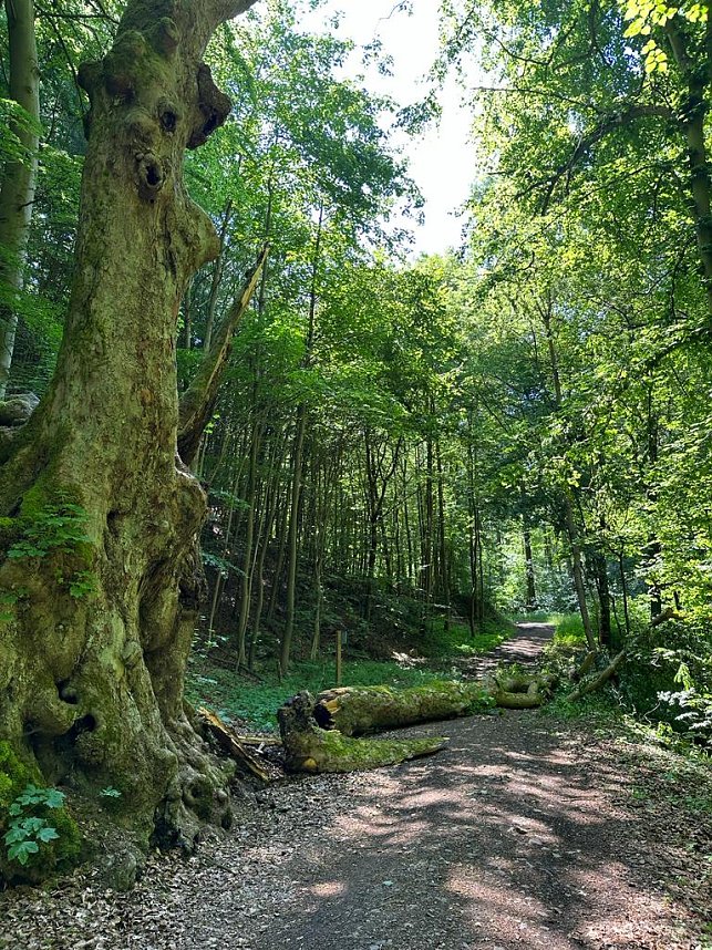 Der 400 Jahre alte "Gro&szlig;mutter"-Baum am Kohnstein gefallen