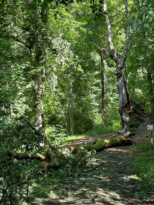 Der 400 Jahre alte "Gro&szlig;mutter"-Baum am Kohnstein gefallen