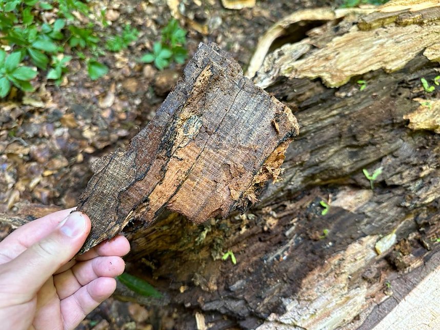Der 400 Jahre alte "Gro&szlig;mutter"-Baum am Kohnstein gefallen