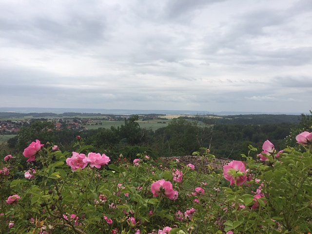 Rosenbl&uuml;te auf der Ebersburg
