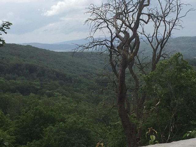 Rosenbl&uuml;te auf der Ebersburg