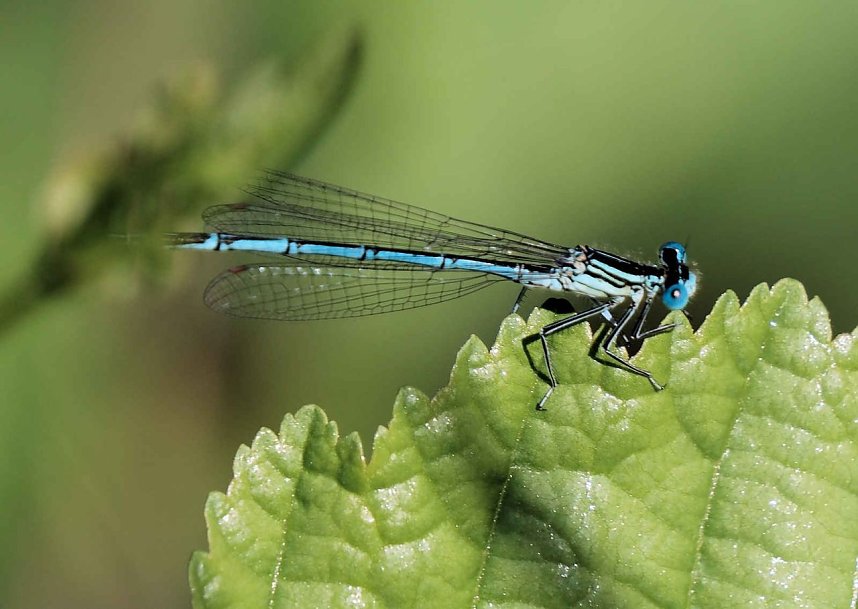 Die Wunder der Natur eingefangen von der Kamera