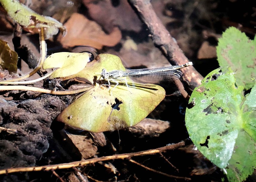 Die Wunder der Natur eingefangen von der Kamera