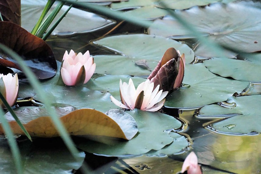 Die Wunder der Natur eingefangen von der Kamera