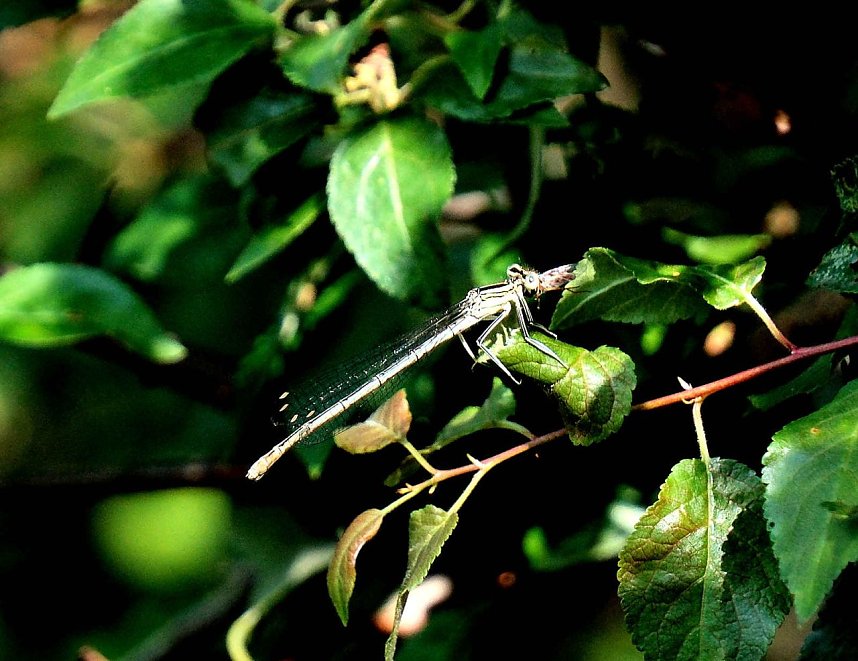 Die Wunder der Natur eingefangen von der Kamera
