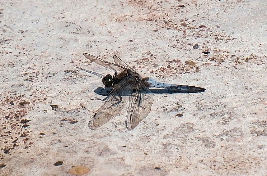 Die Wunder der Natur eingefangen von der Kamera