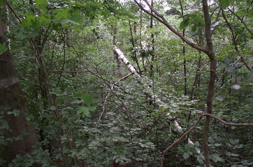 Umgest&uuml;rzte B&auml;ume