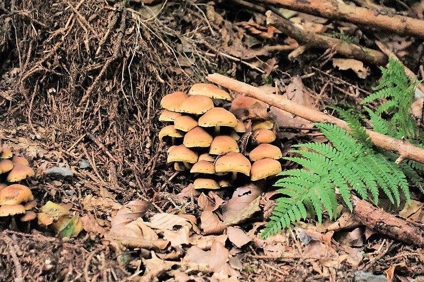 Unterwegs zum Hufhaus