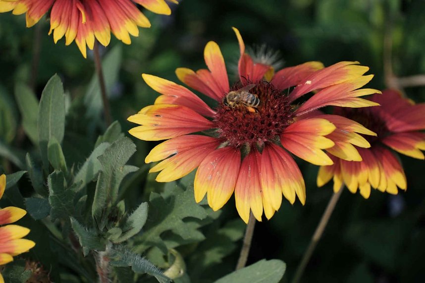 Peter Blei unterwegs auf dem Petersberg