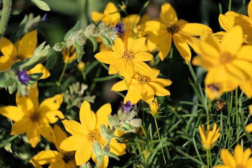Peter Blei unterwegs auf dem Petersberg