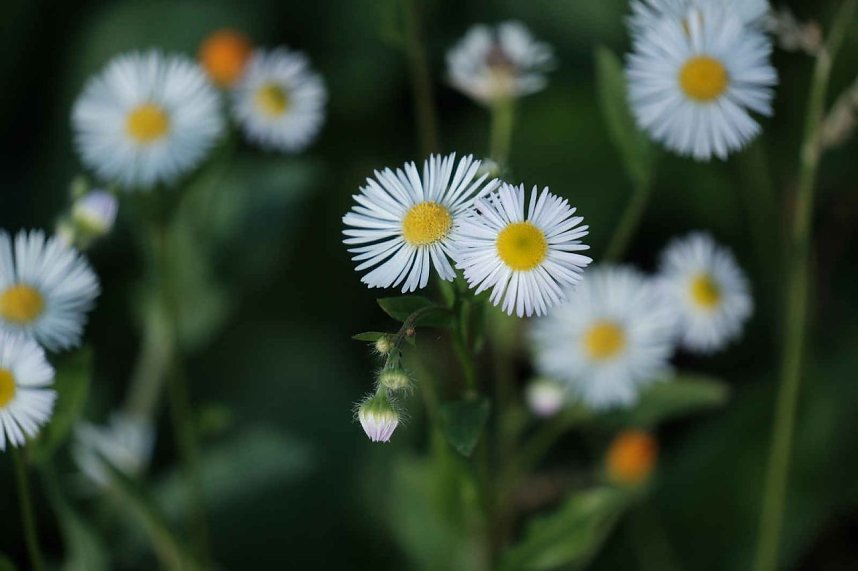 Peter Blei unterwegs auf dem Petersberg