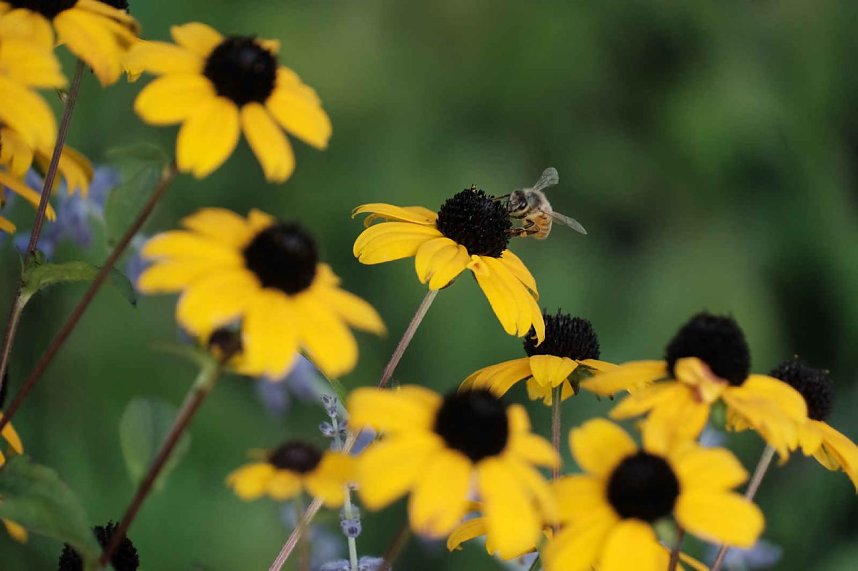 Peter Blei unterwegs auf dem Petersberg
