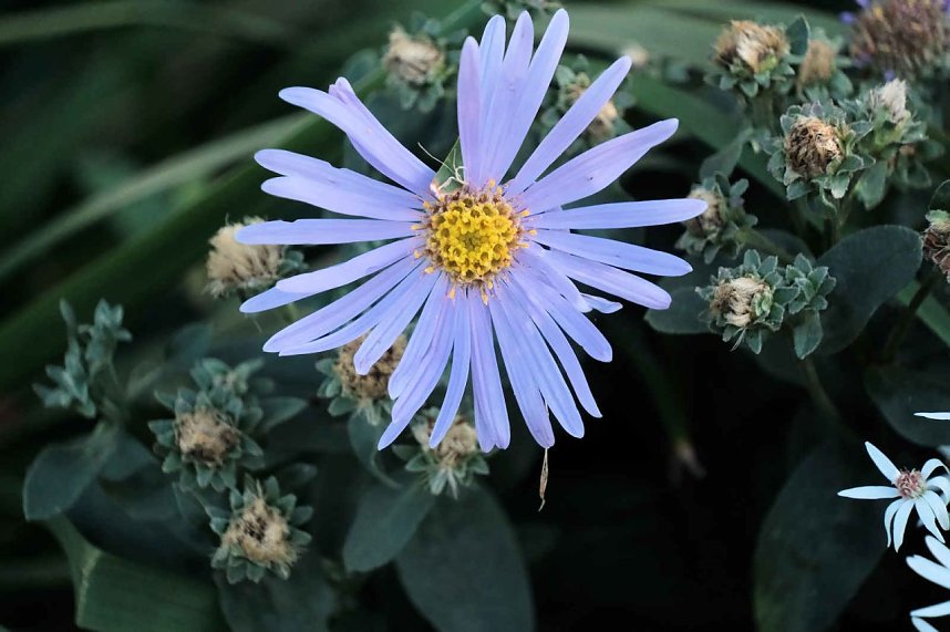 Peter Blei unterwegs auf dem Petersberg