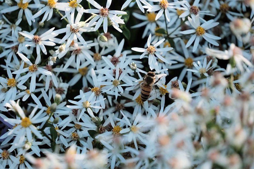 Peter Blei unterwegs auf dem Petersberg