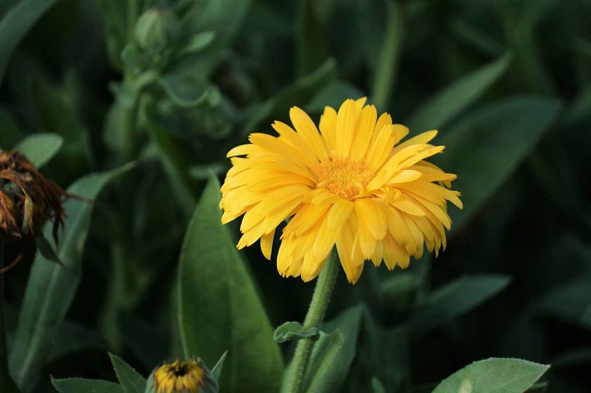 Peter Blei unterwegs auf dem Petersberg