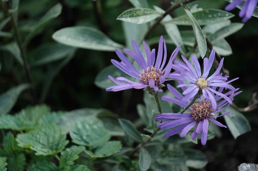 Peter Blei unterwegs auf dem Petersberg