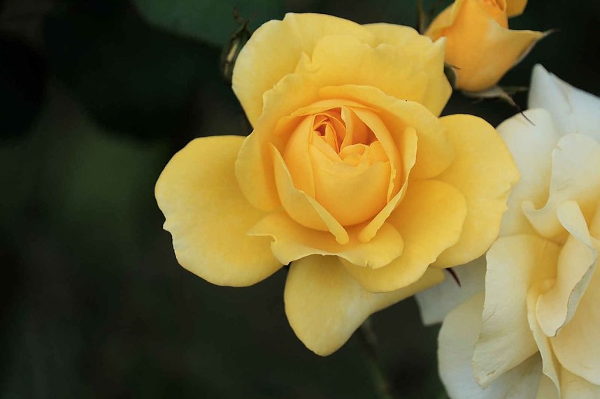 Peter Blei unterwegs auf dem Petersberg