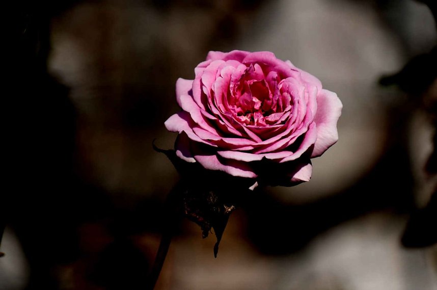 Peter Blei unterwegs auf dem Petersberg