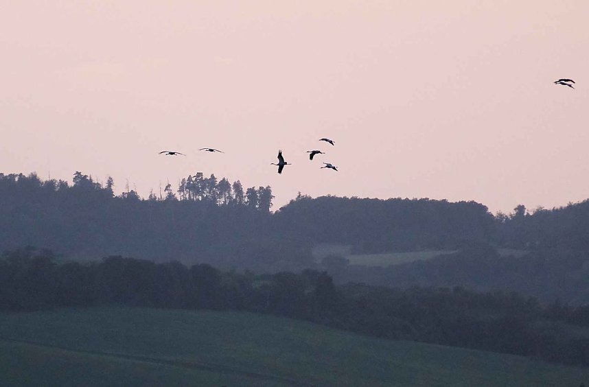 R&uuml;ckkehr der Kraniche